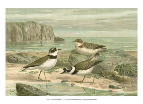 Framed Shore Gathering VI Print