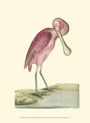 Framed Roseate Spoonbill Print