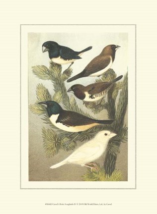 Framed Cassel&#39;s Petite Songbirds IV Print