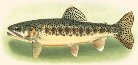 Framed River Trout III Print