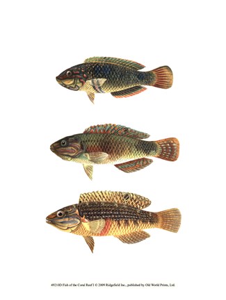 Framed Fish of the Coral Reef I Print