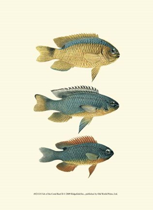 Framed Fish of the Coral Reef II Print