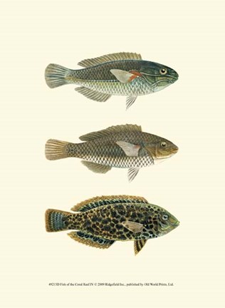 Framed Fish of the Coral Reef IV Print