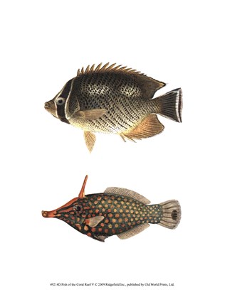 Framed Fish of the Coral Reef V Print