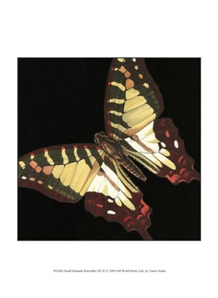 Framed Small Dramatic Butterflies III Print