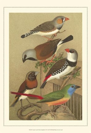 Framed Cstm Cassel&#39;s Pet. Songbirds I Print