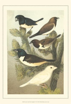 Framed Cstm Cassel&#39;s Pet. Songbirds IV Print