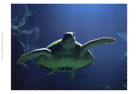 Framed Aegean Sea Turtles II Print