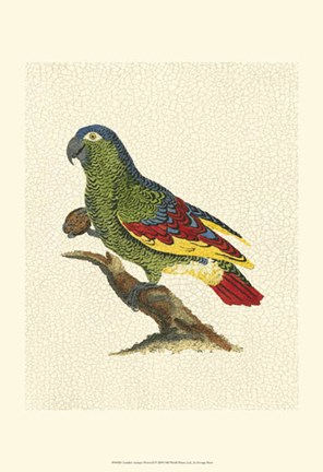 Framed Crackled Antique Parrot II Print