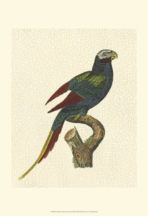 Framed Crackled Antique Parrot III Print