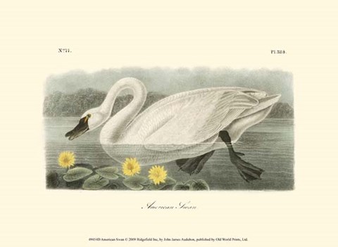 Framed American Swan Print