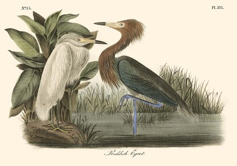 Framed Reddish Egret Print
