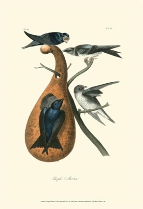 Framed Purple Martin Print