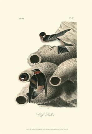 Framed Cliff Swallow Print