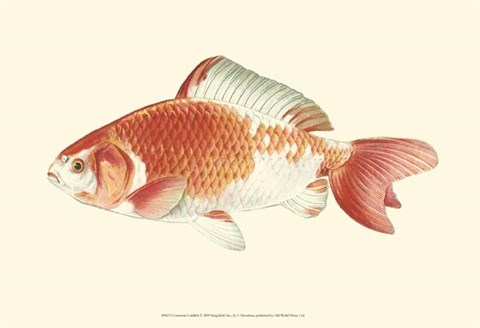 Framed Common Goldfish Print