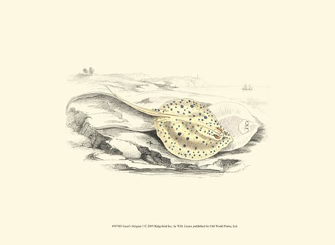 Framed Lizars&#39; Stingray I Print