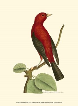 Framed Crimson Birds III Print