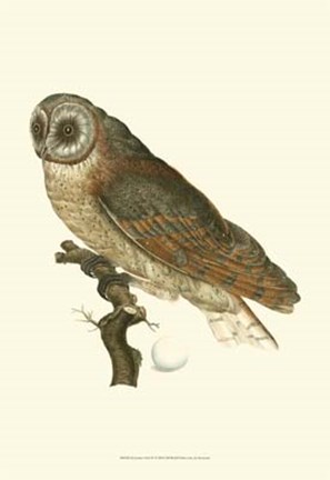 Framed Nozeman Owls IV Print