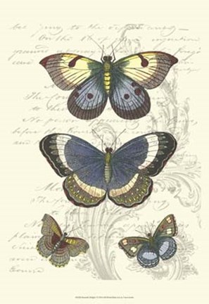 Framed Butterfly Delight I Print