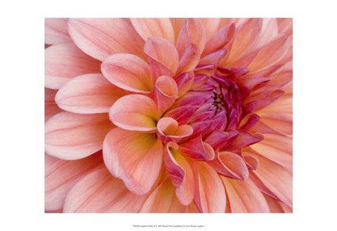 Framed Graphic Dahlia II Print