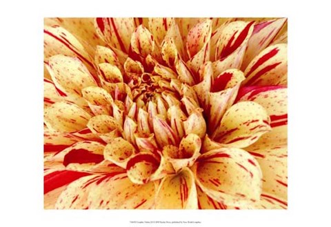 Framed Graphic Dahlia III Print