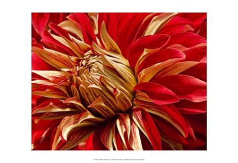 Framed Graphic Dahlia IV Print