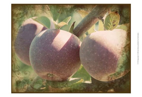 Framed Vintage Apples I Print