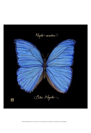 Framed Striking Butterfly I Print