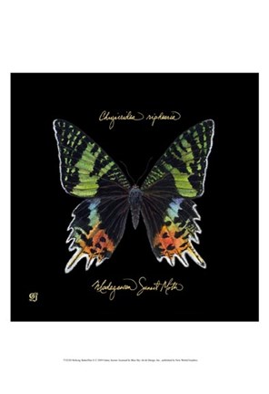 Framed Striking Butterfly II Print