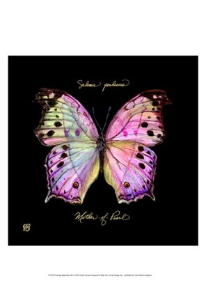 Framed Striking Butterfly III Print