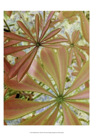 Framed Woodland Plants in Red III Print