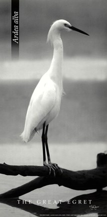 Framed Great Egret Print