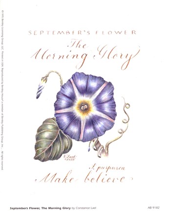 Framed September's Flower, Morning Glory Print