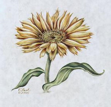 Framed October's Flower, The Calendula Print