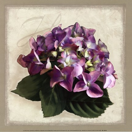 Framed Botanical Hydrenga Print