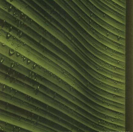 Framed Perfect Leaf I Print