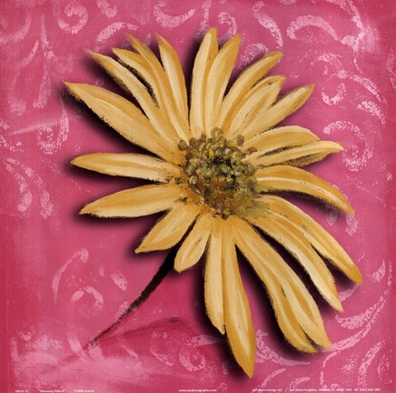 Framed Blooming Daisy II Print