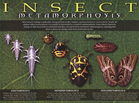 Framed Insect Metamorphosis Print