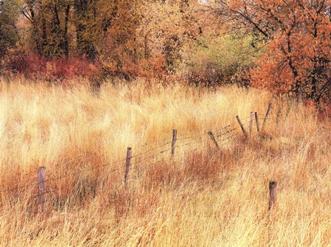 Framed Autumn Pasture Print