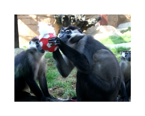 Framed Monkeys - Why play ball when you can eat it Print