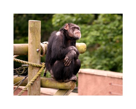 Framed Chimp - The revelation Print