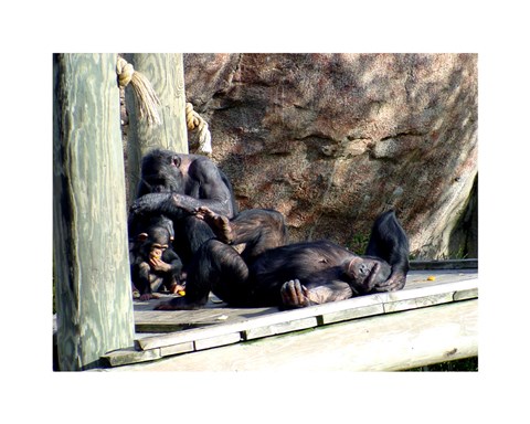 Framed Chimps - Just Chillin Print