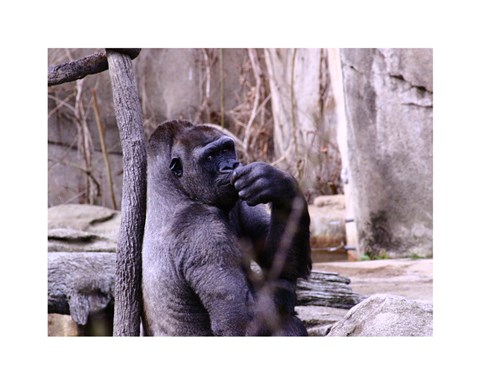 Framed Gorilla - Perhaps? Print