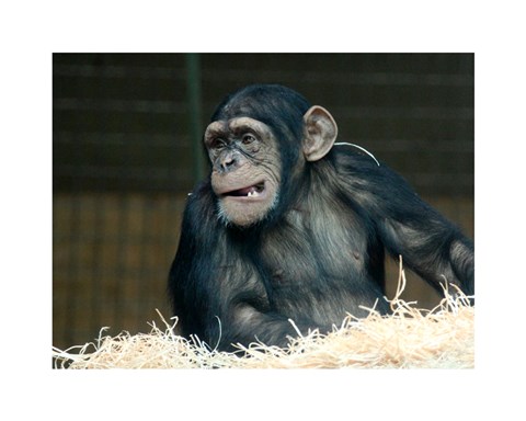 Framed Funny Monkey Print