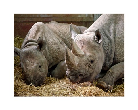 Framed Two Rhinos Print