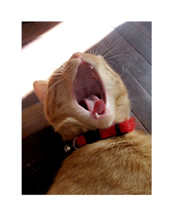 Framed Yawn! Print