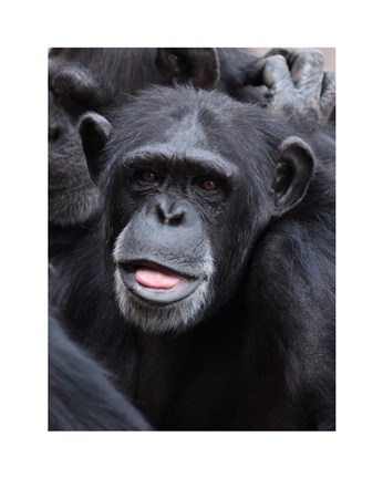 Framed Funny face monkey Print