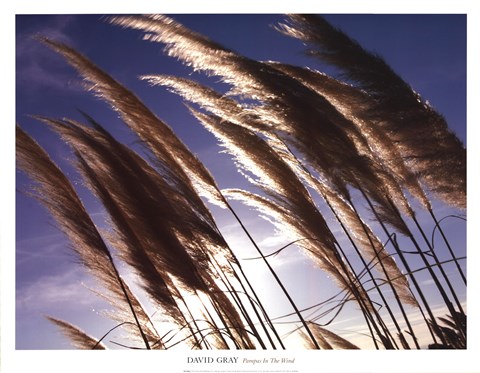Framed Pampas In The Wind Print