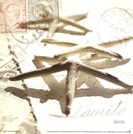 Framed Postal Shells III Print