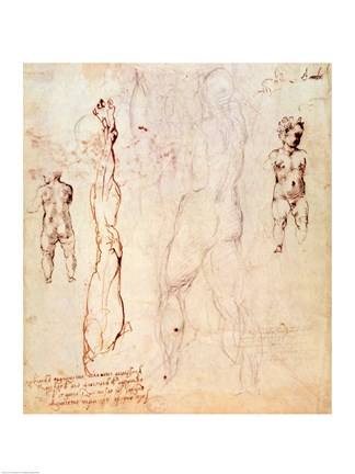 Framed Anatomical drawings with accompanying notes Print